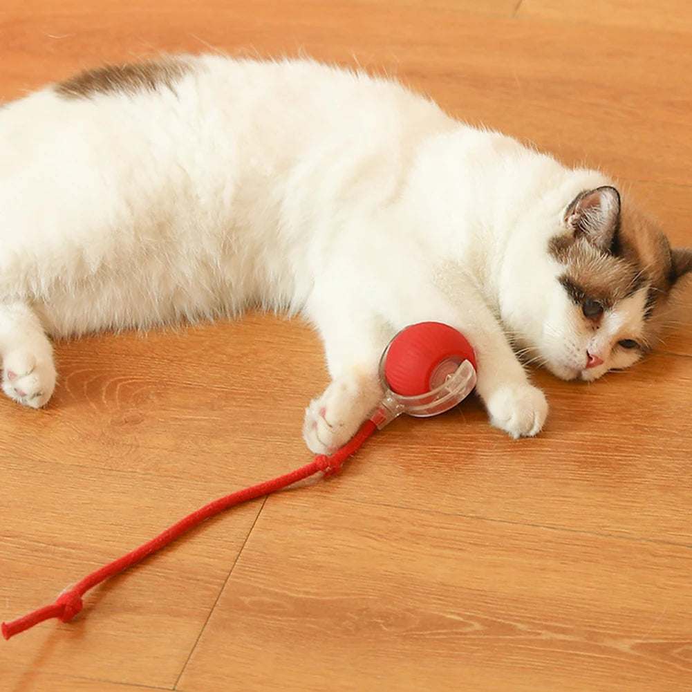Cat Interactive Ball Toy