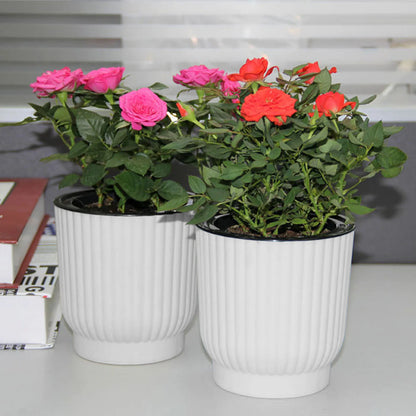Water Absorbing Flower Pots Elegant Promote Healthy Growth Planter for Family Friend Neighbor Gift